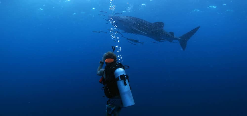 photographing whalesharks