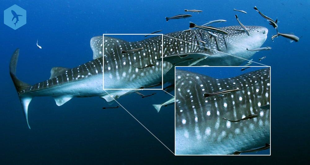 identifying whale sharks